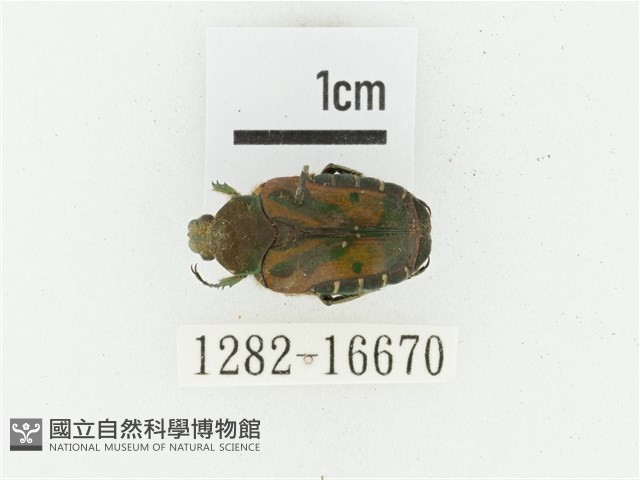 黑斑陷紋金龜藏品圖，第1張
