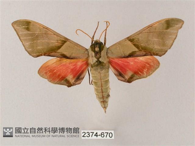 榆綠天蛾藏品圖，第1張