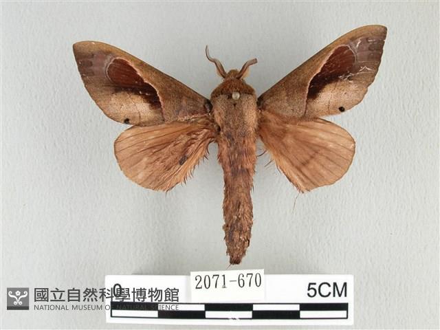 大褐斑枯葉蛾藏品圖，第1張