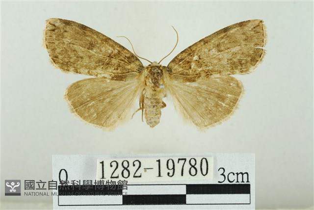 藹環波紋蛾藏品圖，第1張