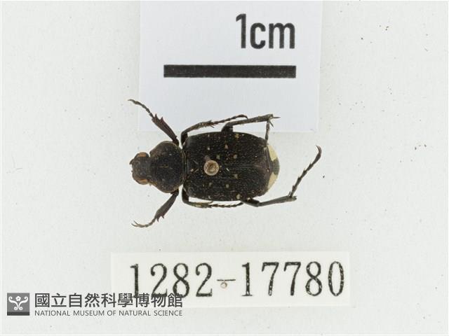 黑虎斑花金龜藏品圖，第1張