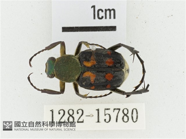 黃肩長腳花金龜藏品圖，第1張