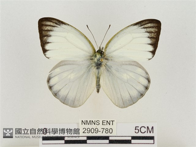 淡褐脈粉蝶藏品圖，第1張