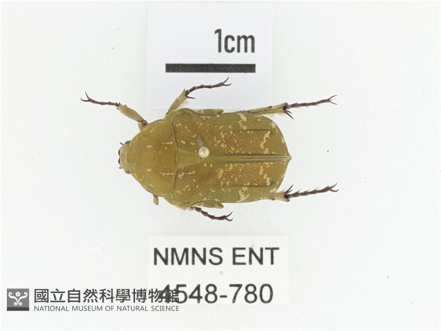 銅點花金龜藏品圖，第1張