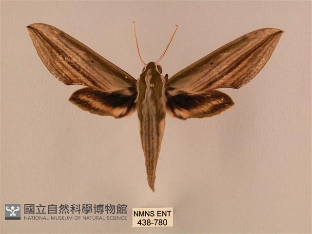 棕綠背線天蛾藏品圖，第1張