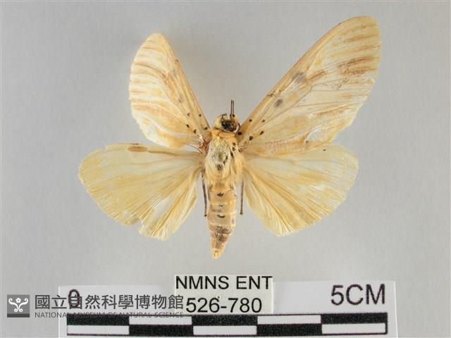 橙擬燈蛾藏品圖，第1張