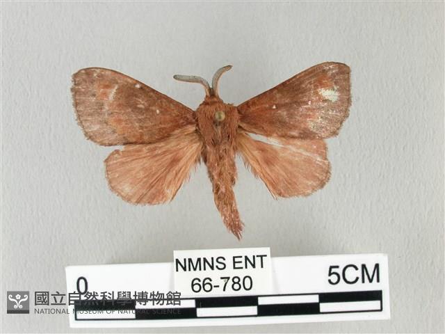 馬尾松枯葉蛾藏品圖，第1張