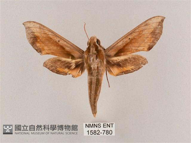 斜綠天蛾藏品圖，第1張