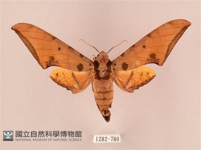 裂斑鷹翅天蛾藏品圖，第1張