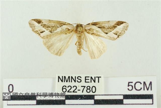 素木氏美波紋蛾藏品圖，第1張