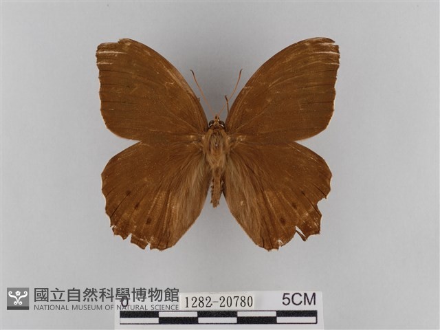 褐翅蔭眼蝶藏品圖，第1張