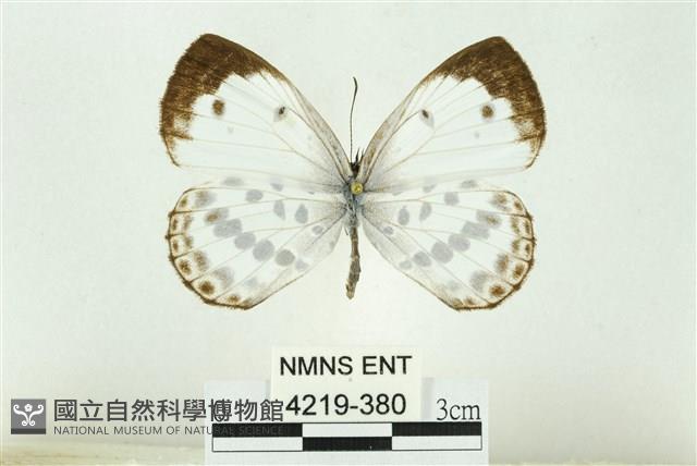 白雀斑灰蝶藏品圖，第1張