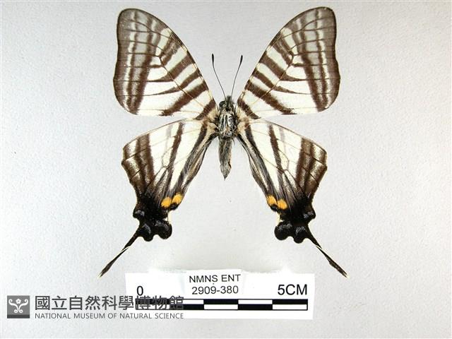 劍鳳蝶藏品圖，第1張