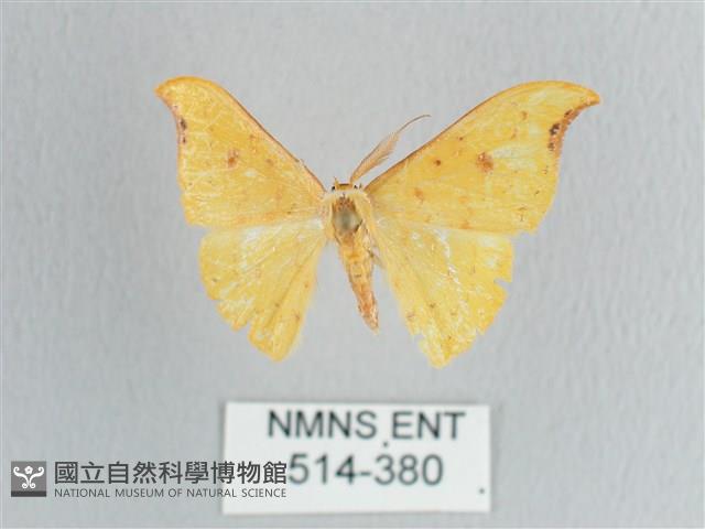 彎黑黃鉤蛾藏品圖，第1張