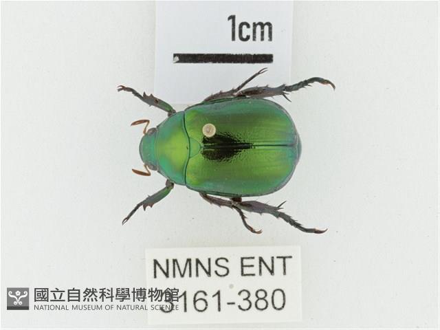 艷金龜藏品圖，第1張