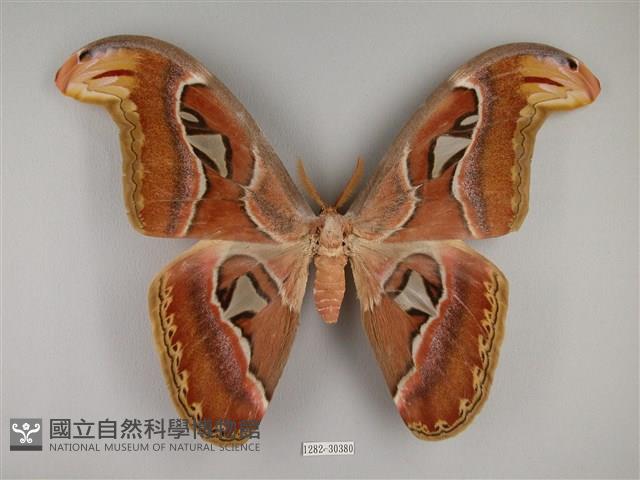 皇蛾藏品圖，第1張