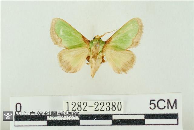 素木綠刺蛾藏品圖，第1張
