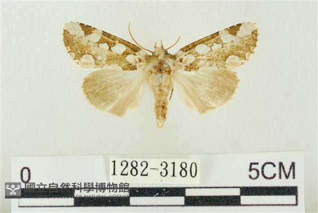 連珠波紋蛾藏品圖，第1張