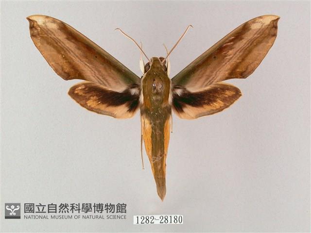 綠背斜紋天蛾藏品圖，第1張