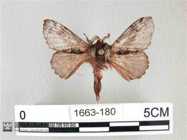 銀肩枯葉蛾藏品圖，第1張