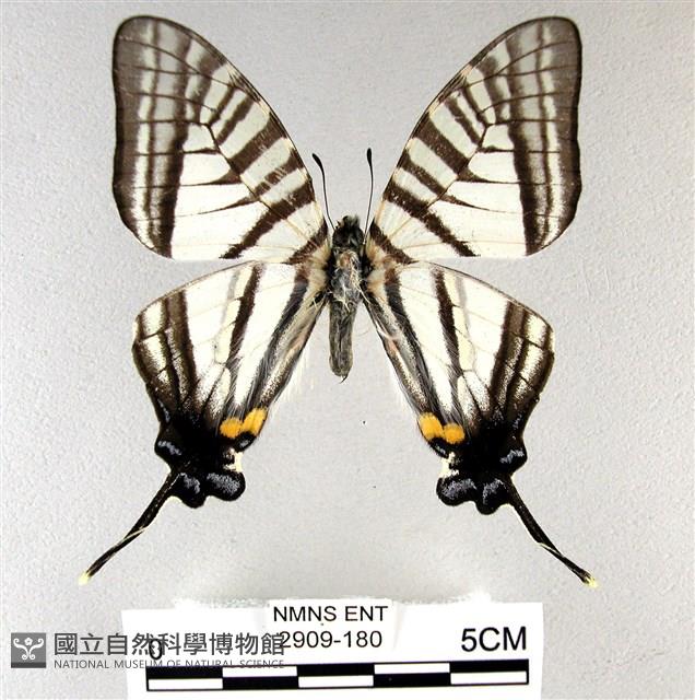 劍鳳蝶藏品圖，第1張