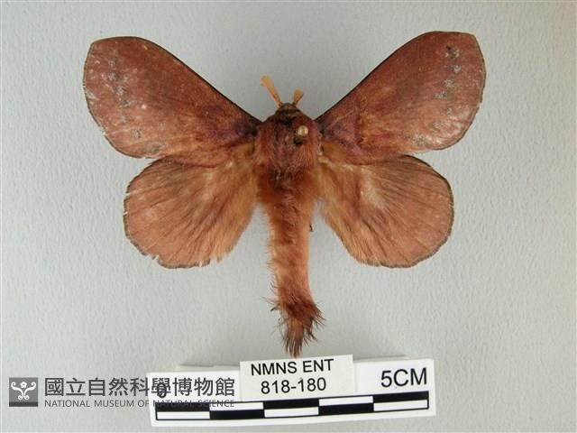 隱波紋枯葉蛾藏品圖，第1張