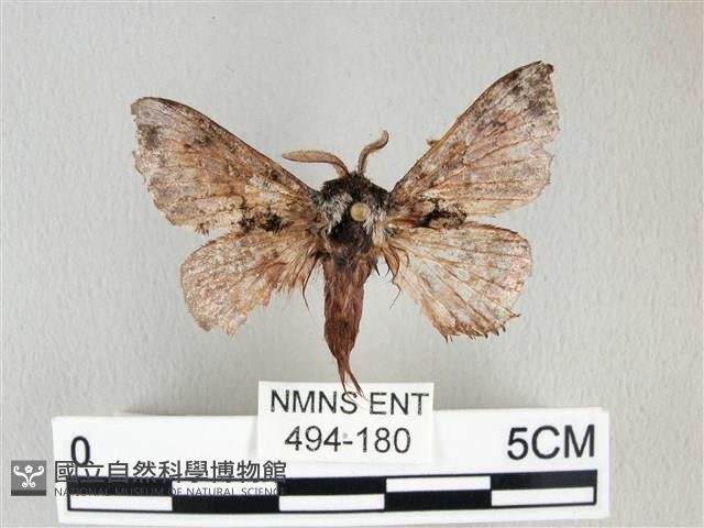 銀肩枯葉蛾藏品圖，第1張