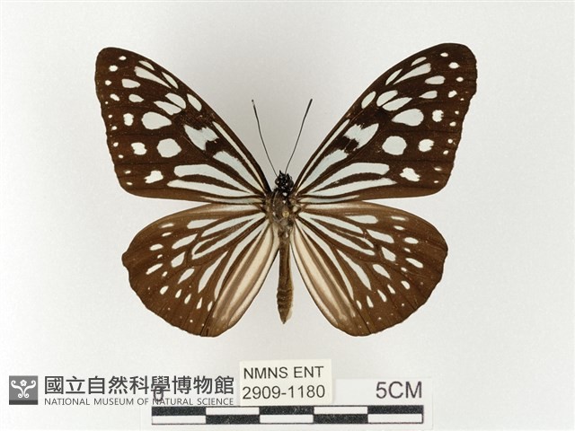 旖斑蝶藏品圖，第1張