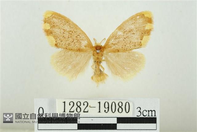 黑翅黃毒蛾藏品圖，第1張