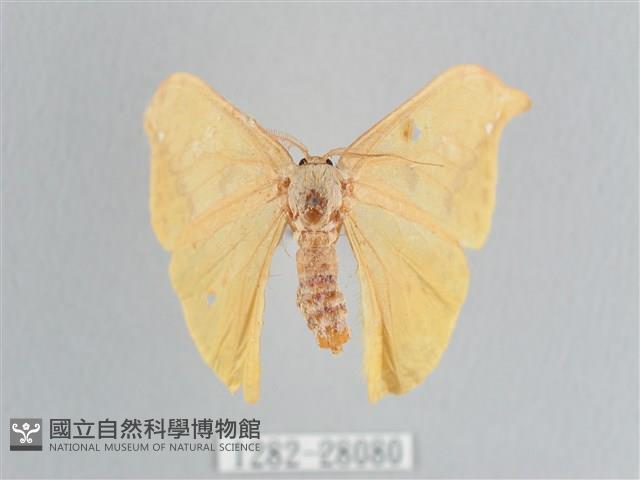 黃鉤蛾藏品圖，第1張