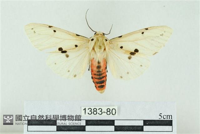 菊池污燈蛾藏品圖，第1張