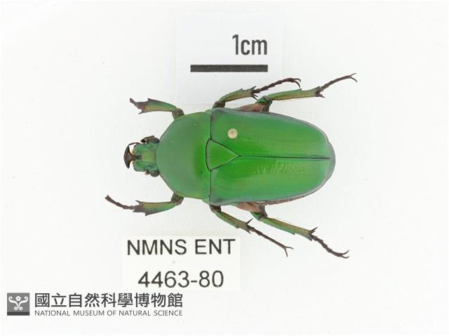 臺灣扇角金龜藏品圖，第1張