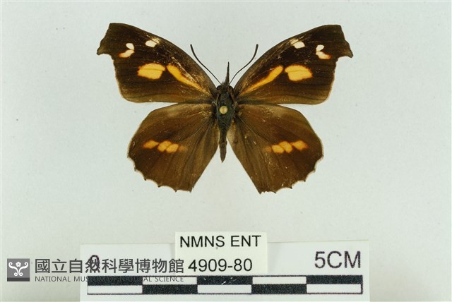 東方喙蝶藏品圖，第1張