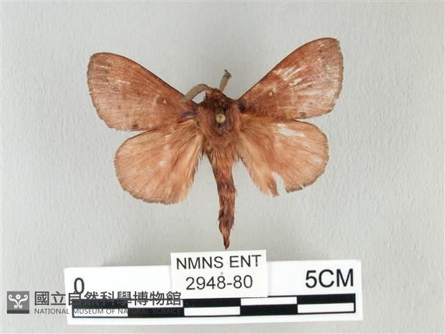 馬尾松枯葉蛾藏品圖，第1張