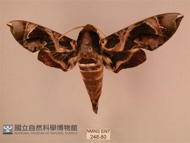 暗綠白腰天蛾藏品圖，第1張