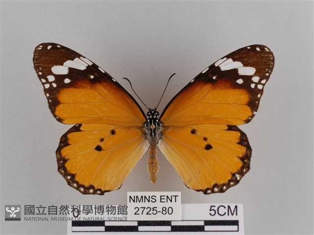 樺斑蝶藏品圖，第1張