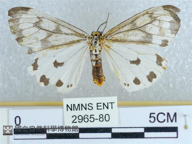 粉蝶燈蛾藏品圖，第1張