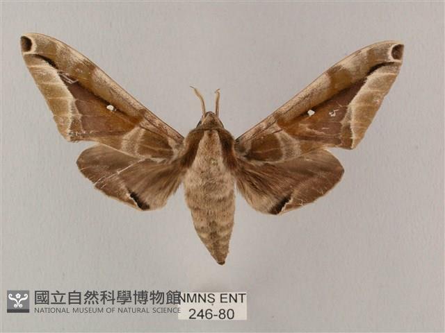 白點天蛾 藏品圖，第1張