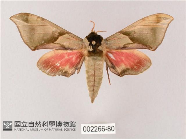 榆綠天蛾藏品圖，第1張