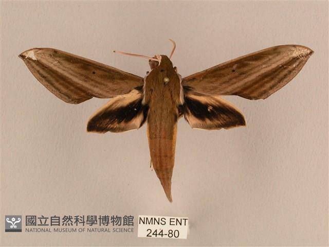 背線天蛾藏品圖，第1張