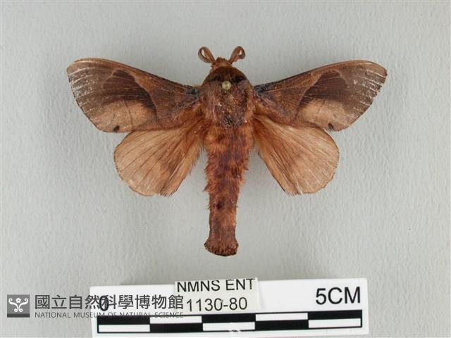 大褐斑枯葉蛾藏品圖，第1張