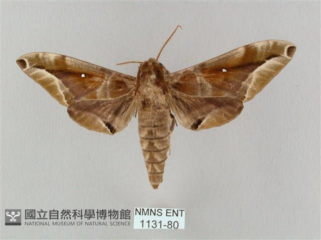 白點天蛾 藏品圖，第1張