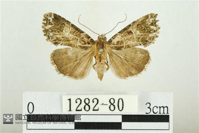 白斑散紋夜蛾藏品圖，第1張