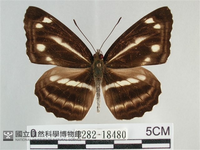 臺灣環蛺蝶藏品圖，第1張