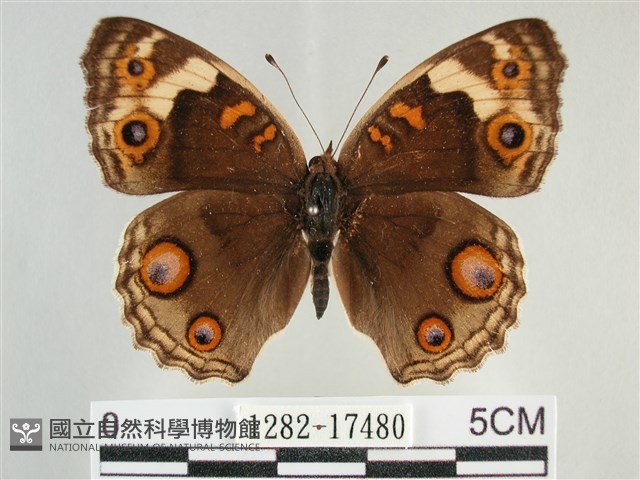 青眼蛺蝶、孔雀青蛺蝶藏品圖，第1張