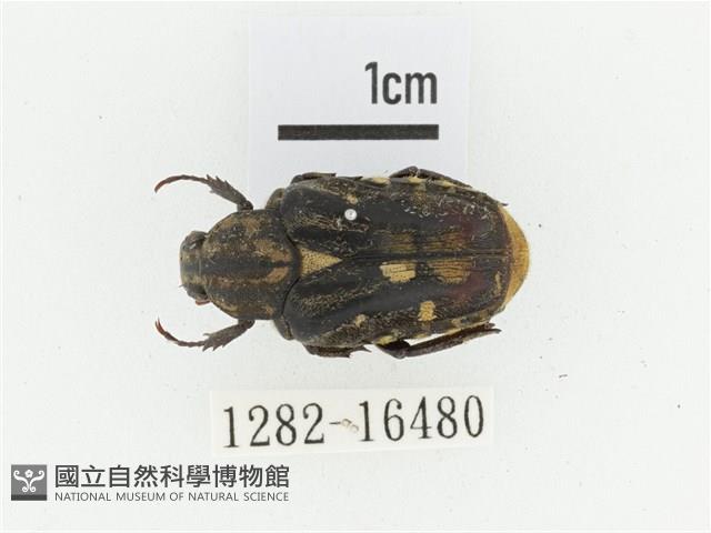 黃斑陷紋金龜藏品圖，第1張