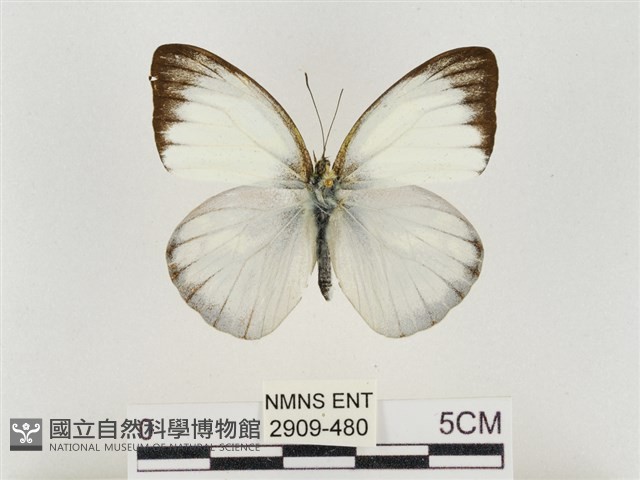 淡褐脈粉蝶藏品圖，第1張
