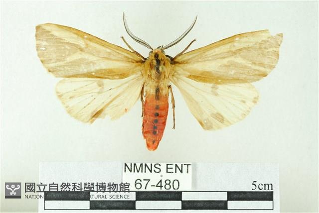 赭新污燈蛾藏品圖，第1張