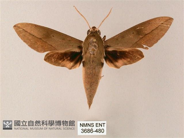 藏斜紋天蛾藏品圖，第1張