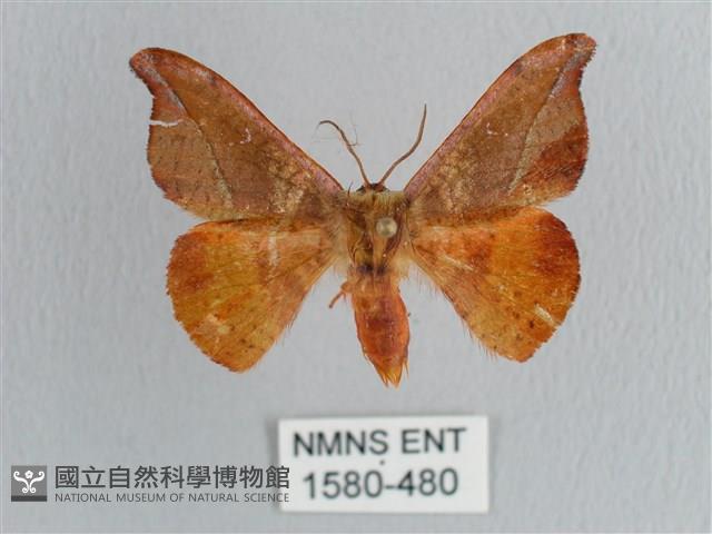 銀端帶鉤蛾藏品圖，第1張